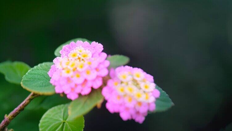 粉色花朵盛开【单镜】