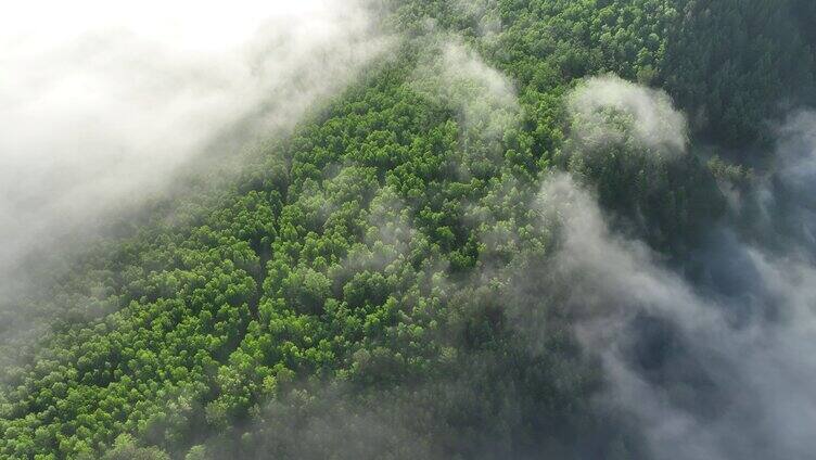 航拍山川绿色林海晨雾