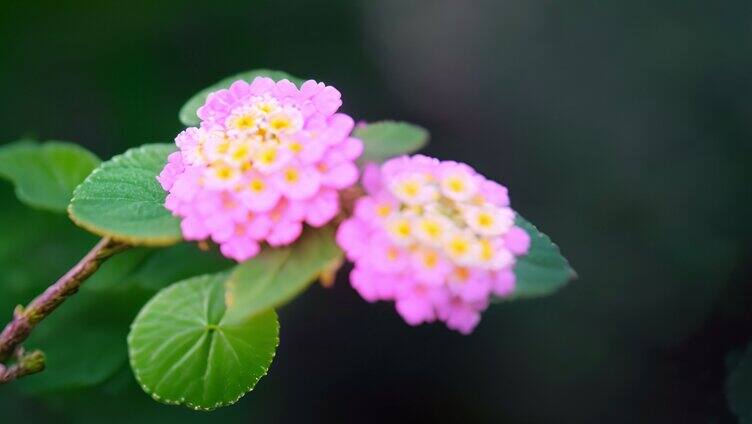 粉红色花朵马樱丹特写「单镜」