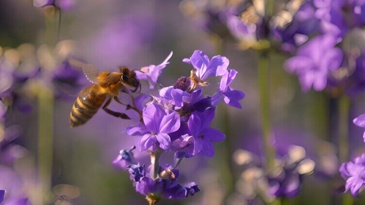 慢镜头蜜蜂采蜜授粉「单镜」