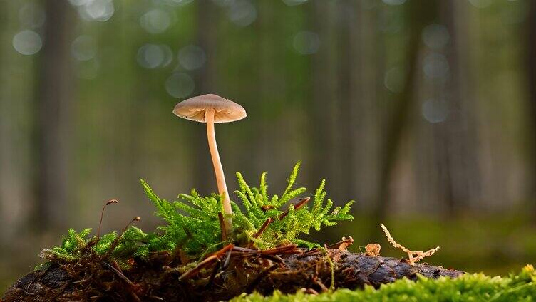 山林中的地衣苔藓蘑菇菌类「单镜」