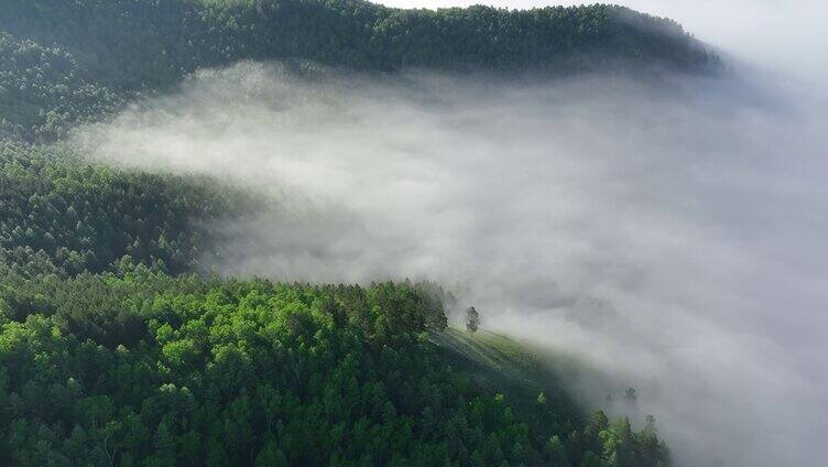 航拍山川绿色林海晨雾