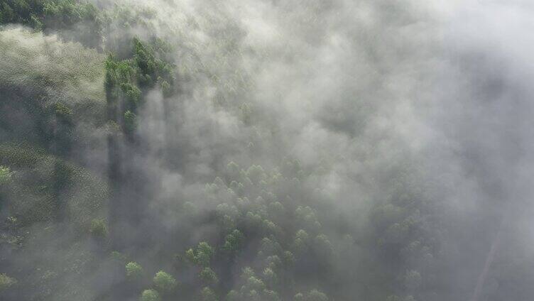 航拍山川绿色林海晨雾