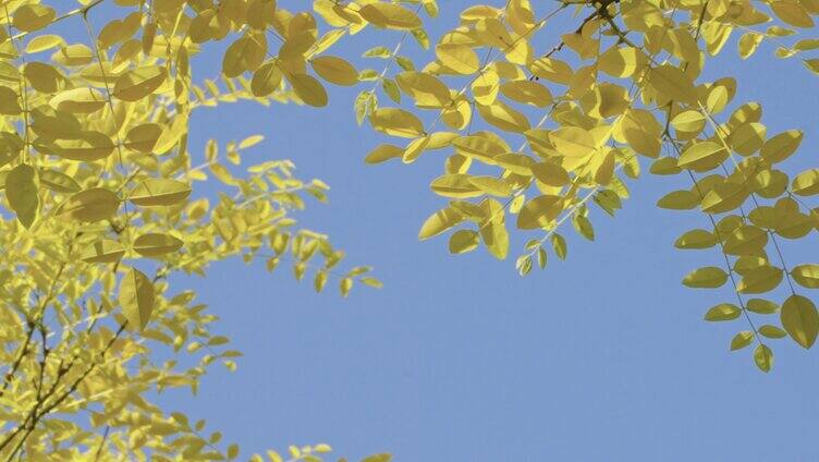 空镜头天空与黄色树叶随风飘扬