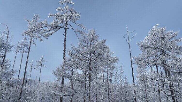 大兴安岭林海雪原雪林