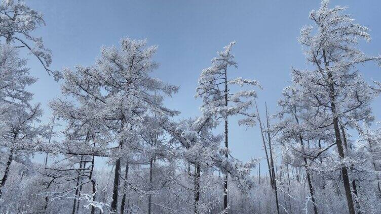 大兴安岭林海雪原雪林