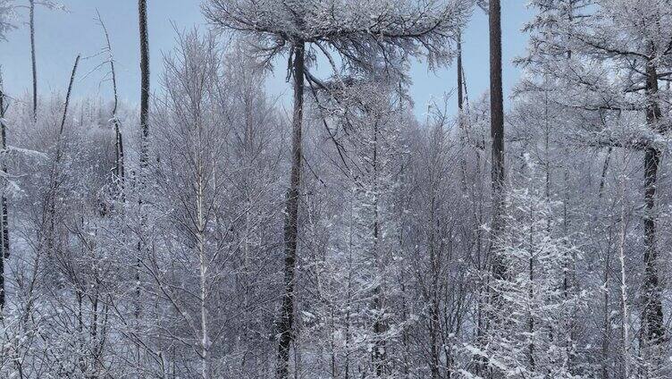 大兴安岭林海雪原雪林