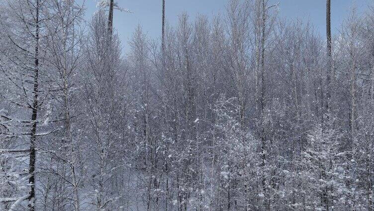 大兴安岭林海雪原雪林