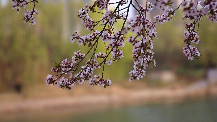 春季清明踏青河边花草树木