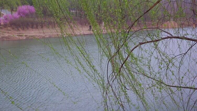 清明春暖花开河边垂柳