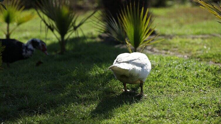 草地觅食的鸭子
