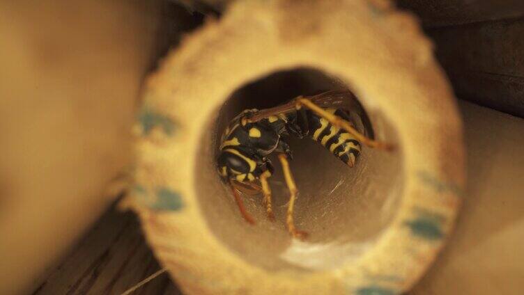 蜂王 蜜蜂 蜂巢