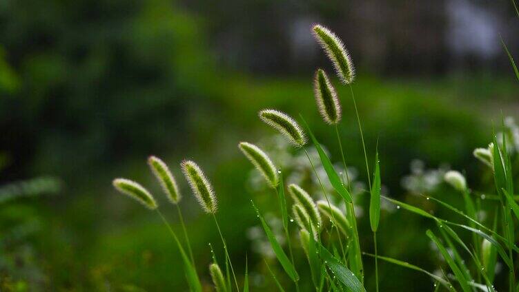 野外狗尾巴草特写