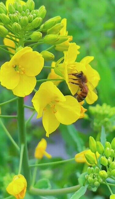 春天油菜花盛开蜜蜂在花间采蜜