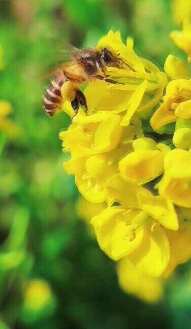 春天油菜花盛开蜜蜂在花间采蜜