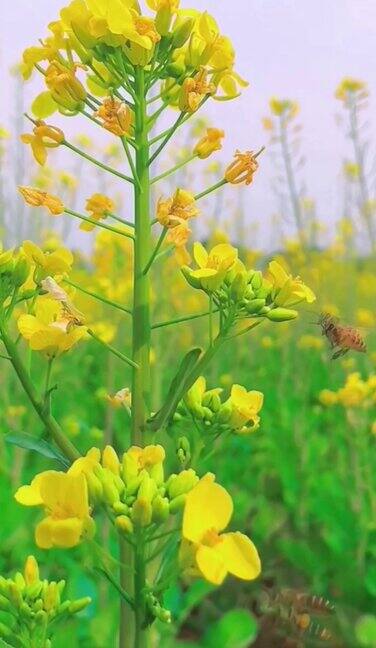 春天油菜花盛开蜜蜂在花间采蜜