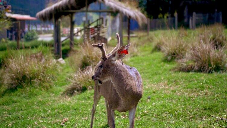 小麋鹿在草地上吃草