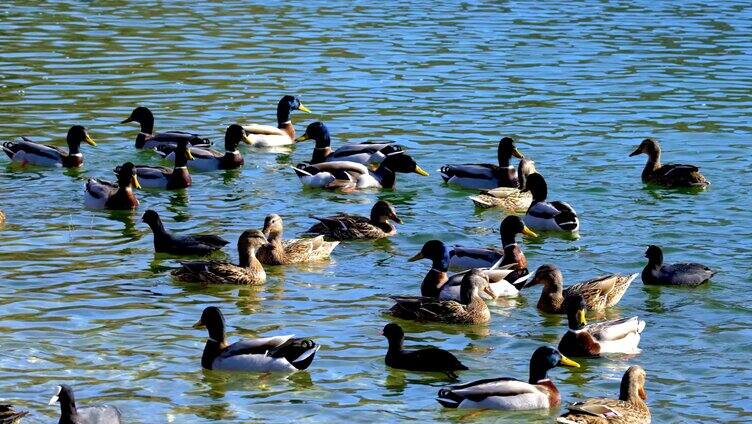 清晨放养池塘湖边鸭子戏水