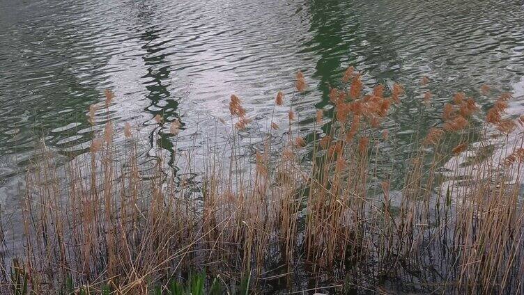 湖水波纹芦苇