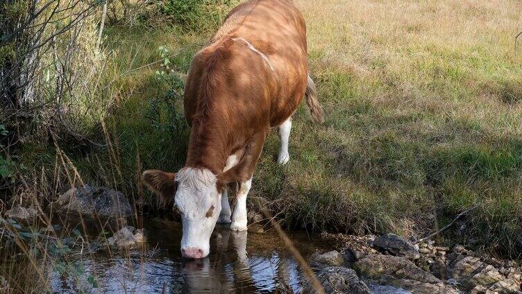 小溪边喝水的黄牛