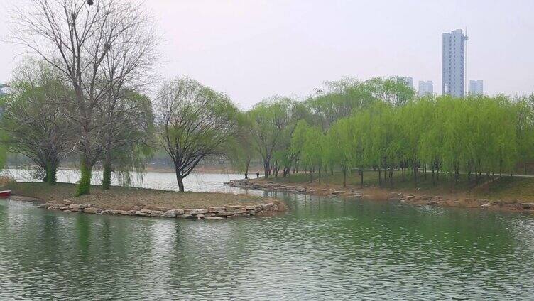 春天自然风景湖水柳树清明踏青