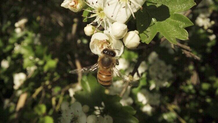 蜜蜂在采花蜜