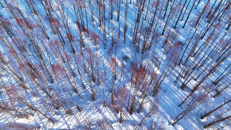 鸟瞰夕阳照耀的雪原红柳林