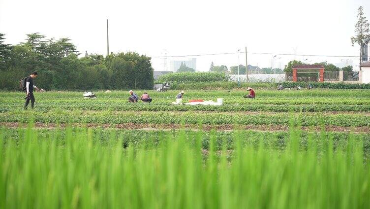 4k农民在田间劳作