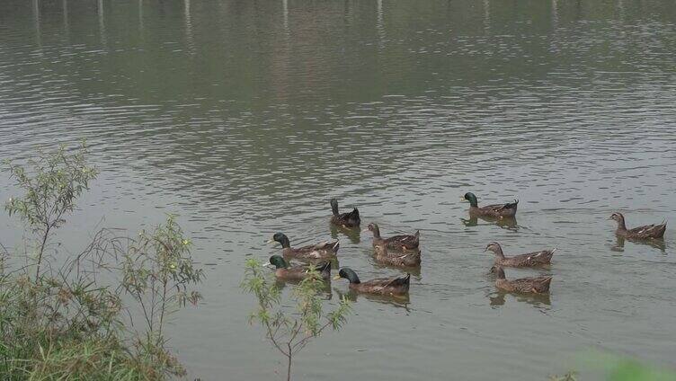 湖面有一群鸭子游泳