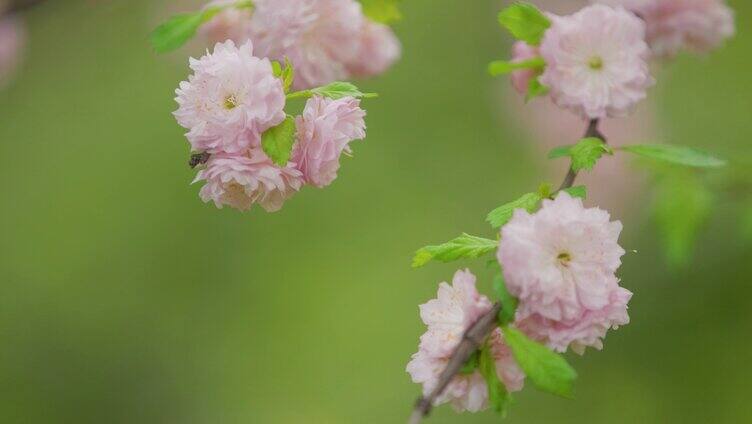 春天樱花盛开特写