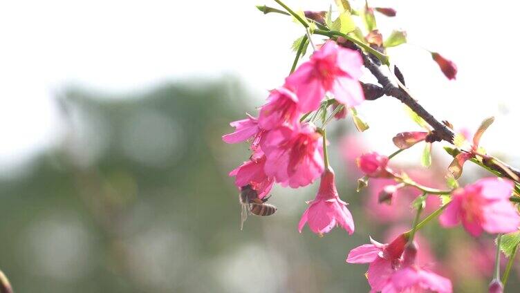 樱花 蜜蜂 采蜜