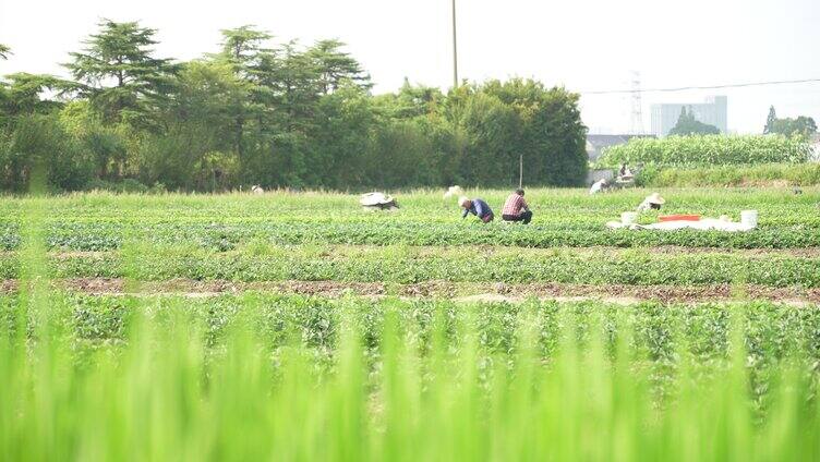 4k农民在田间劳作