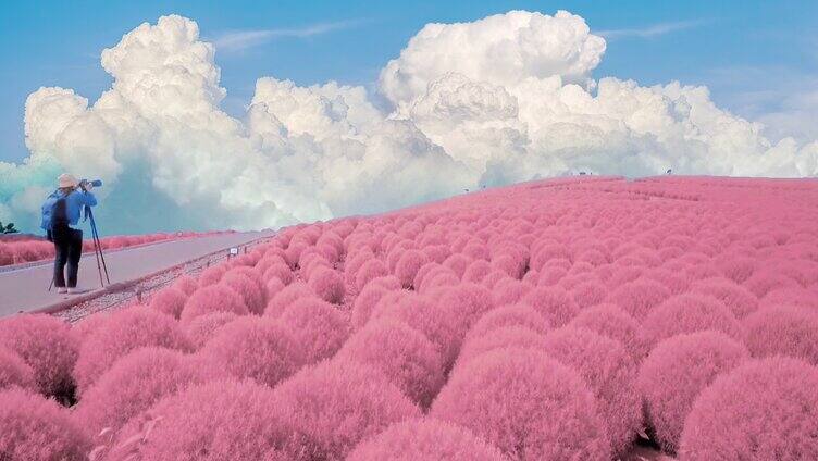 花海治愈系风景