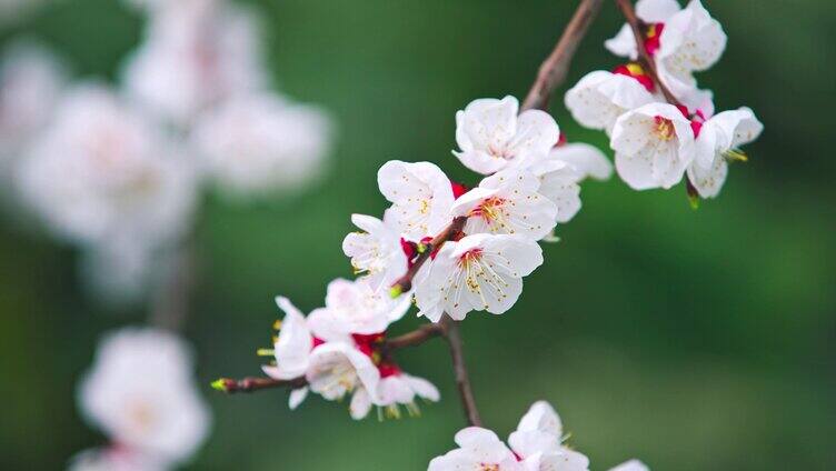 春天杏花盛开花朵特写