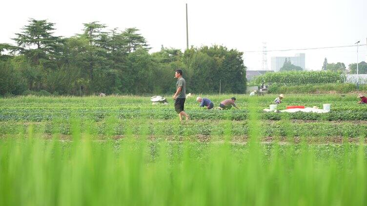 4k农民在田间劳作