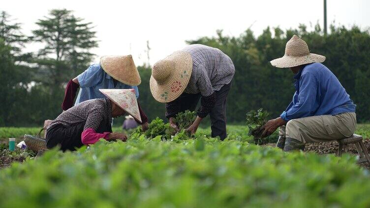 4k农民在田间劳作