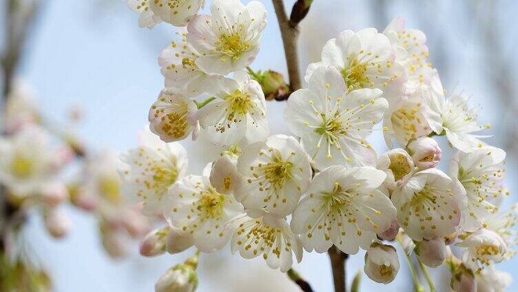 晴朗天气蓝天阳光下盛开的樱桃花