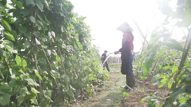 农民 灌溉 浇菜
