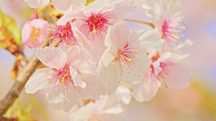 春天粉色樱花早樱河津樱樱花树
