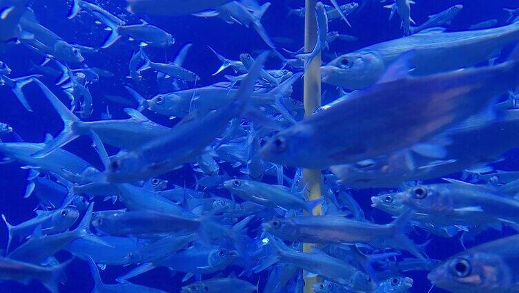 海洋馆水族馆海洋鱼热带鱼虱目鱼和巴浪鱼