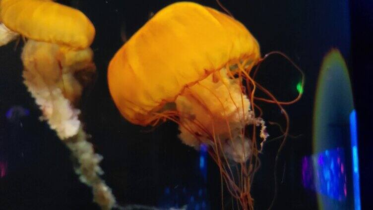 水族馆观赏鱼海洋鱼热带鱼太平洋海刺水母