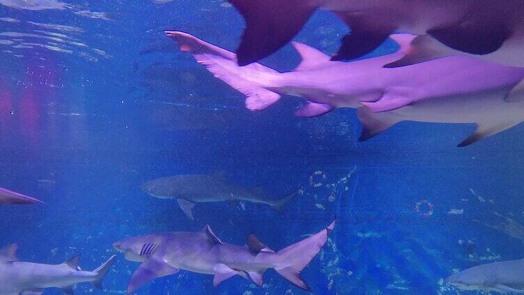 海洋馆水族馆海洋鱼热带鱼凶猛兽鲨鱼