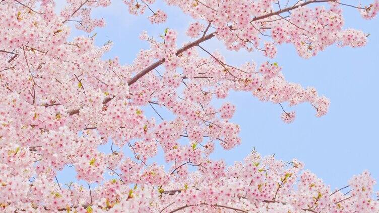 春天粉色樱花早樱河津樱樱花树