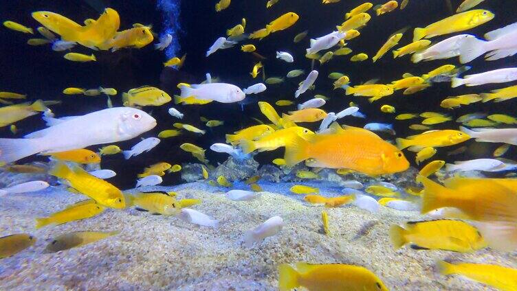 水族馆热带鱼慈鲷非洲马拉维湖非洲王子