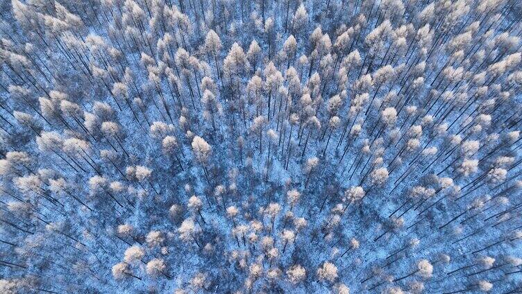 鸟瞰林海雪原银装素裹的松林