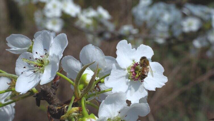 春天阳光唯美小清新梨花开放梨花实拍