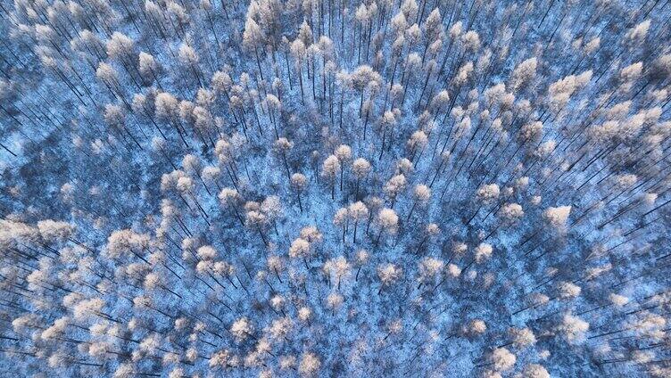 鸟瞰林海雪原银装素裹的松林