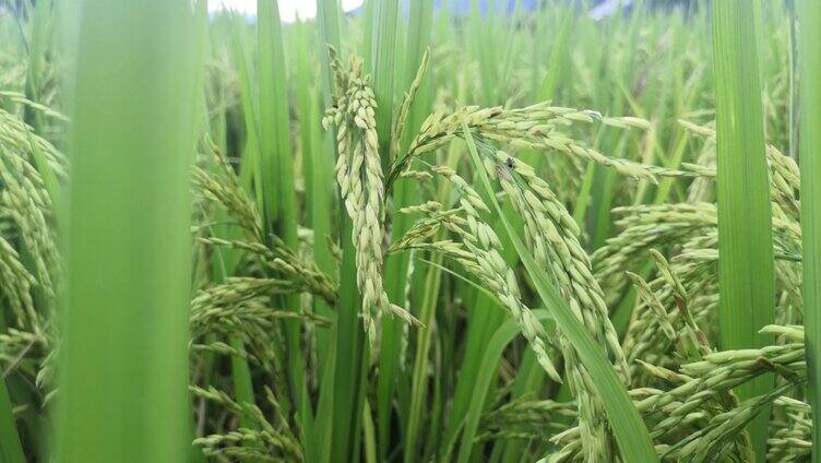 水稻 稻谷 农田