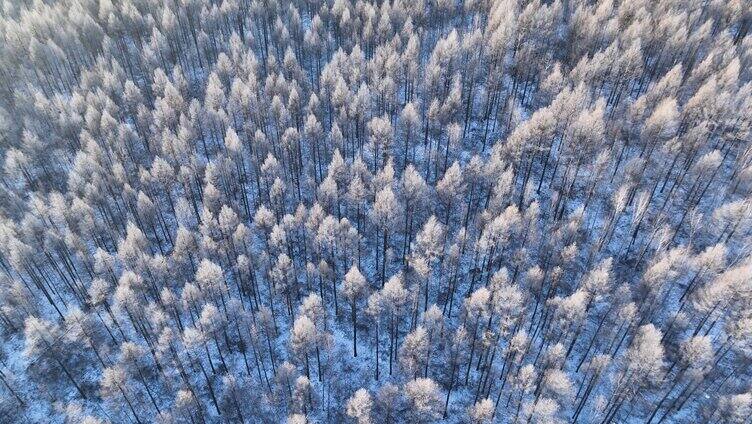 鸟瞰林海雪原银装素裹的松林