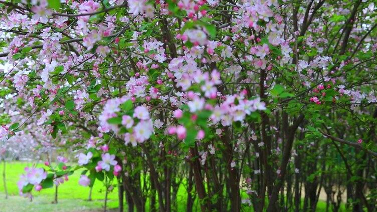 春季春风海棠花盛开